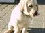 Labrador retriever Vaks - hvad er det??  det ser lækkert ud (: