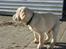 Labrador retriever Vaks - hvor er i henne ??