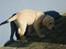 Labrador retriever Vaks - Hvor blev katten af??