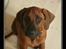 Rhodesian ridgeback - (Bhara-Bhara@Wolle Kirk) Sjumba - Hvordan kan du overhovedet sige nej til mit fjæs?