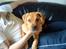 Blanding af racer Felix. .  - Sofa hygge sammen med far :-)