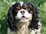 Cavalier king charles spaniel Bergkamp - Himmelhund - Man kan rigtig se hvordan øjnene stråler når jeg får lov til at svømme for moar!!