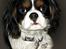Cavalier king charles spaniel Bergkamp - Himmelhund - Af: Betina J http://www.hundegalleri.dk/html/gal_visbruger.asp?userID=35452