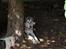 Blanding af racer Keiko ( Tidl Hund )