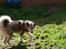 Blanding af racer Keiko ( Tidl Hund )