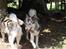 Blanding af racer Keiko ( Tidl Hund )