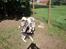 Blanding af racer Keiko ( Tidl Hund )
