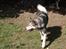 Blanding af racer Keiko ( Tidl Hund )