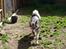 Blanding af racer Keiko ( Tidl Hund )