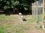 Blanding af racer Keiko ( Tidl Hund )