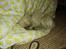 Cairn terrier Ferns Quickstepper