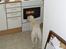 Bullterrier ALF  R.I.P savner dig ven - mon de er til mig