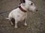 Bullterrier ALF  R.I.P savner dig ven - hvem sagde beskidt