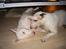Bullterrier ALF  R.I.P savner dig ven - nytår