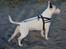 Bullterrier ALF  R.I.P savner dig ven - alt for en kage