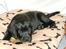 Labrador retriever Cody (Himmelhund)