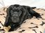 Labrador retriever Cody (Himmelhund)