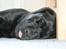 Labrador retriever Cody (Himmelhund)