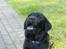 Labrador retriever Cody (Himmelhund)