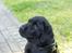 Labrador retriever Cody (Himmelhund)