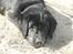Labrador retriever Cody (Himmelhund)