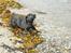 Labrador retriever Cody (Himmelhund)