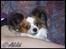 Papillon Debbi