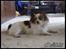 Papillon Debbi