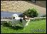 Papillon Debbi