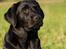 Labrador retriever Kaido  (Hvil i fred, smukke pige)