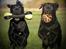 Labrador retriever Kaido  (Hvil i fred, smukke pige)