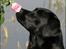 Labrador retriever Kaido  (Hvil i fred, smukke pige)