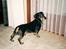 Gravhund Bølle  R.I.P. - Jeg vil godt ud nu.... 