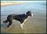 Border collie Spot - R.I.P 18/5 2010 - 9. Spot tænker " hvor bliver de bølger af?" 