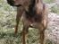 Blanding af racer Freya - ..