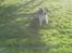 Engelsk springer spaniel Nala