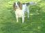 Engelsk springer spaniel Nala