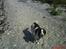 Engelsk springer spaniel Nala