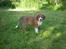 Blanding af racer Bella