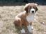 Blanding af racer Bella