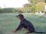 Gordon setter Wøkk´s Andi - 8 måneder... ( tiden går stærkt når man har det sjovt :D )