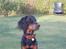 Gordon setter Wøkk´s Andi - der er noget der siger mig at han er stolt