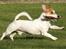 Jack russell terrier AaB - Febuar 2009