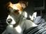 Jack russell terrier AaB - Marts 2008