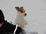 Jack russell terrier AaB - Febuar 2007