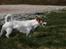 Jack russell terrier AaB - Marts 2007