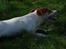 Jack russell terrier AaB - April 2007
