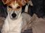 Jack russell terrier AaB - Maj 2007