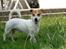 Jack russell terrier AaB - Juli 2007