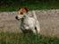 Jack russell terrier AaB - Juli 2007